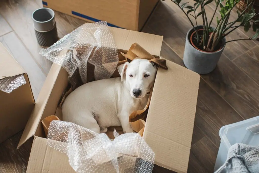 Discover tips for moving with pets from Friends Move Umzug in Mannheim, Heidelberg, and Worms. Ensure a stress-free relocation for your furry friends!